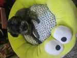 OREO KIWI