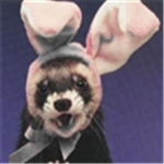 The Ferret Team