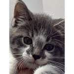 Muffin kitti group