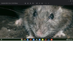 #ugly rats ;)
