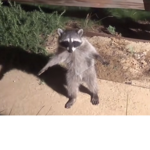 The Little Racoons