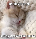 PISKA BOLIT