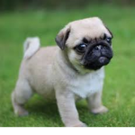The power pugs!