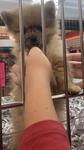 Pet owners group 121212