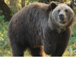 The BEST BEARS!