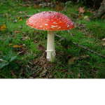 MushXroom