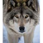 lobo8lindo