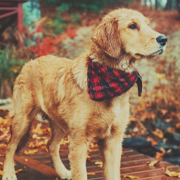 🍂