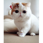 CHUBBY AND FAT CATS!!!.