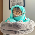 cats are cute :D