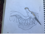 The dragon squal