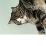Oliver The Cat Squad