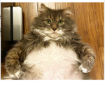 The epic whacky cats
