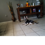 Shrexy