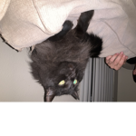 Cat dance party