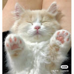 Swagger.Kitty