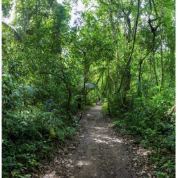 Jungle Island