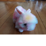 #Rainbow Bunny Squad