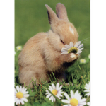 Bunny x Bri Group