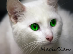 MagicClan