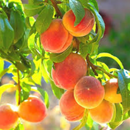 Peach Hangout
