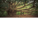 The Dj Tree