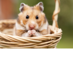 nugget the hamster