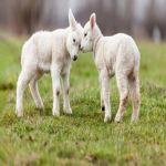Sheep Lovers
