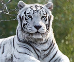Tiger group168
