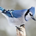 J BIRDIES