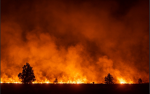 FireClan | Forest Territory