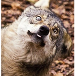 De Wolf Squad