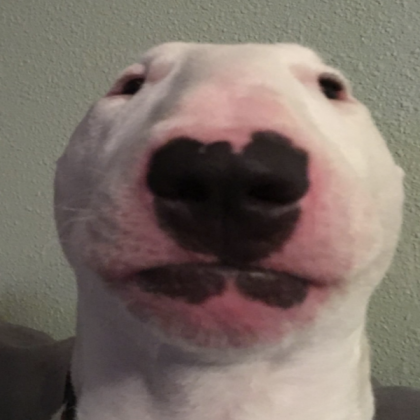 walter the dog Roblox decal