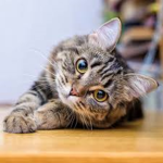 the Furball Force