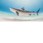 DiamondShark