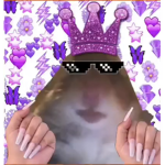 HAMSTER CULT FOR GIRLS