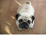 the pug fans lord