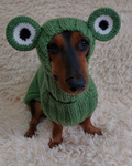 Sausage dogs and frogs