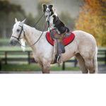 ~Hearts and Hooves Rescue~