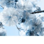 Blossom bloom