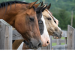 Horses are Happiness