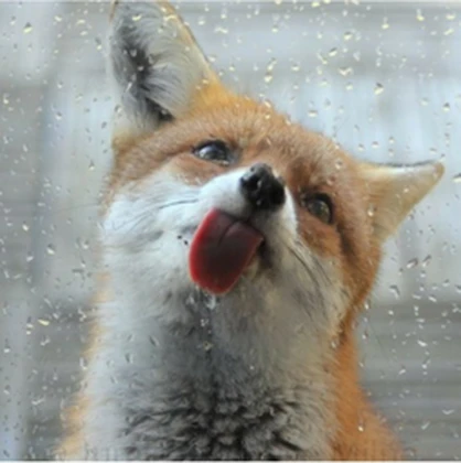 foxugc Roblox group icon