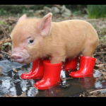 The Piggy L O V E R S