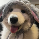 Capy-team