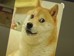 Doge is the best!!!