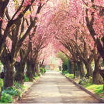 Sakura’s Cherries