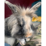 Rabbit named Coffee UwU