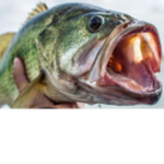 Fishing CIan ZOぞ
