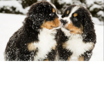 goldendoodle stuido