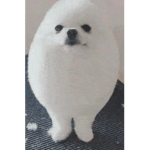 How to be a egg dog